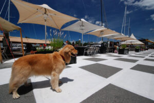 Belle Cafe Dog large