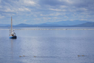 A family of ducks moving along near the breakwater. burlington-ducks