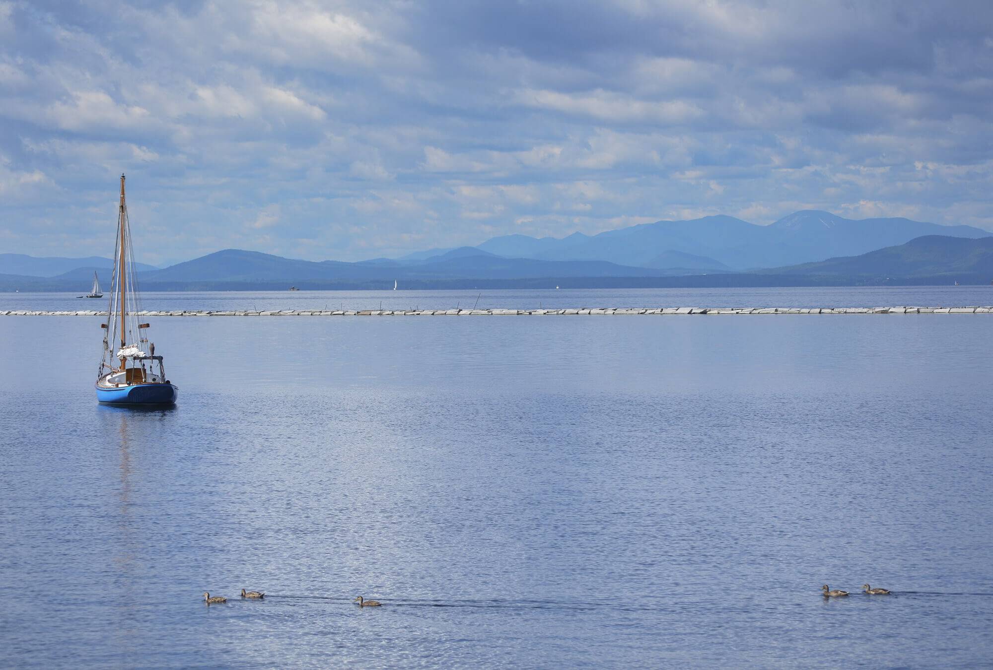 burlington-ducks
