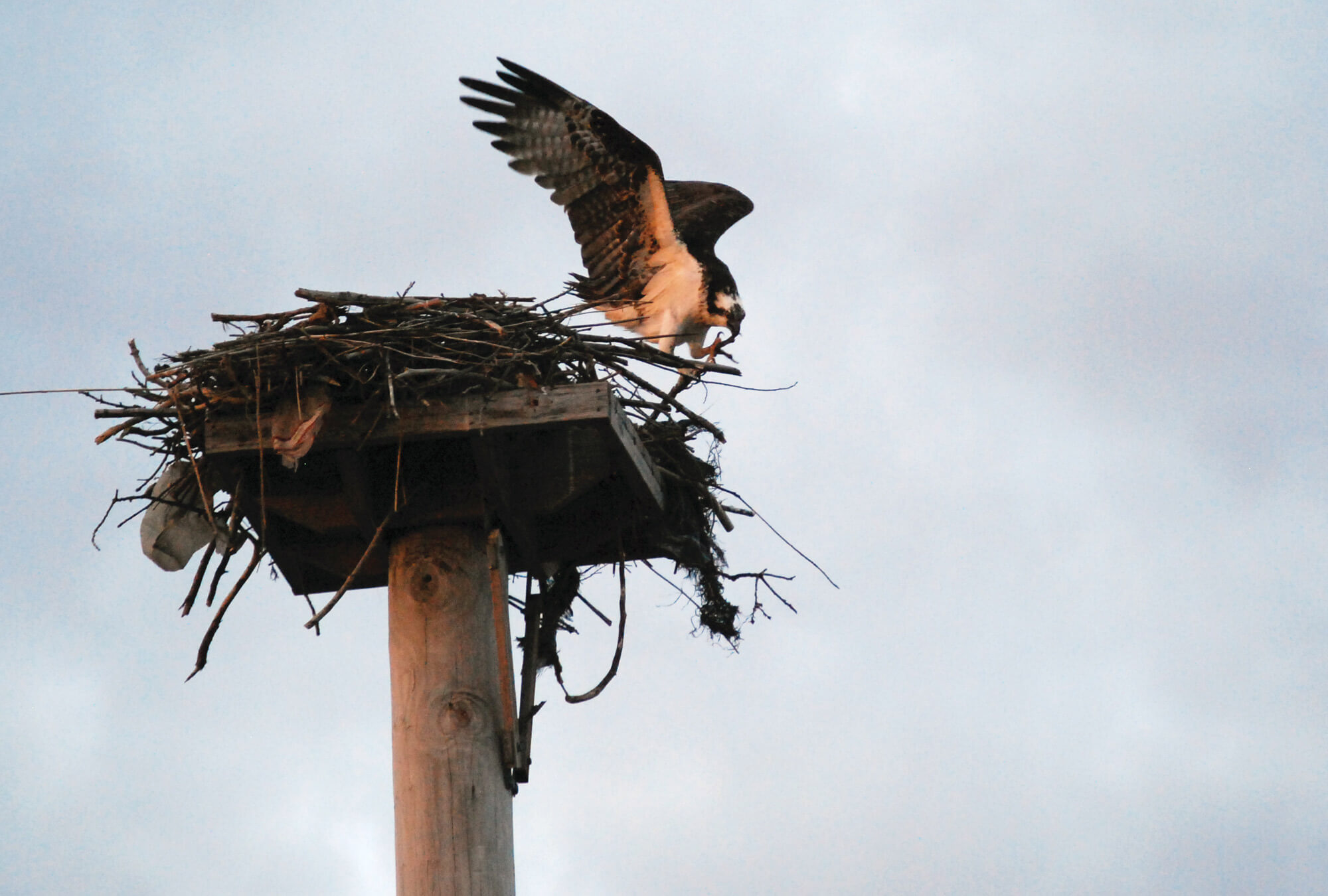 quincy-osprey
