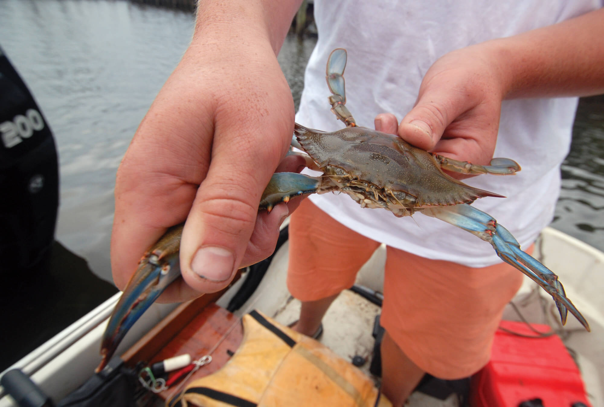 essex-blue-crab