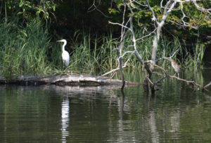 east-greenwich-az-egret-night-heron