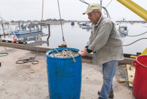rye-nh-bb-lobster-bait