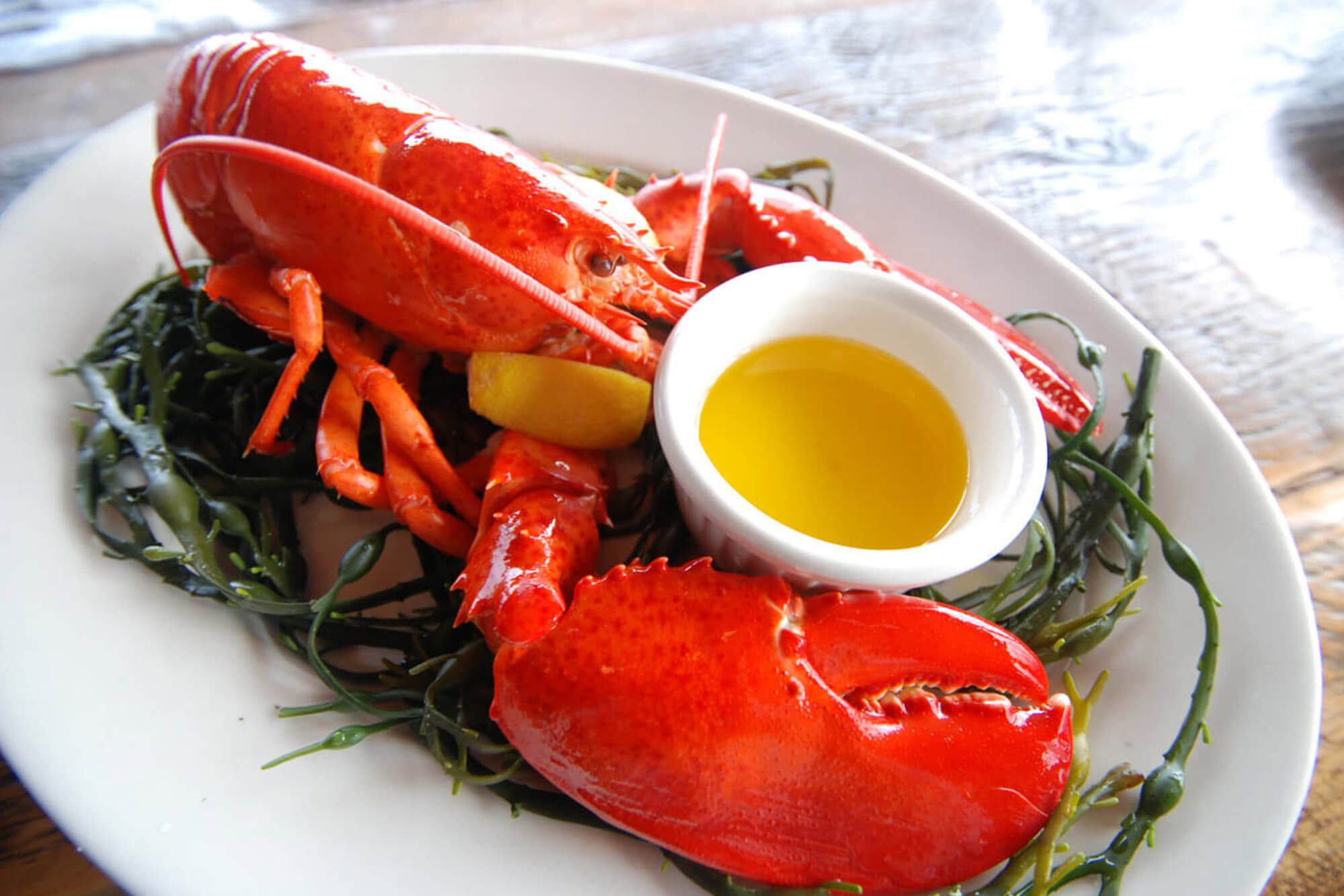 bar-harbor-tr-lobster