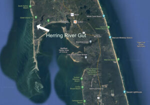 dolphin-stranding-herring-river-gut