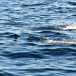 dolphins-neb-fishing