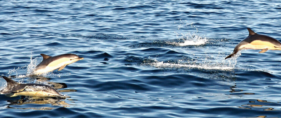 dolphins-neb-fishing