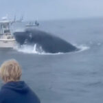 whale-capsizes-boat-video-capture-rye-nh