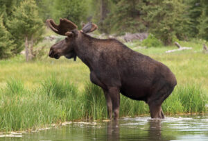 moosehead-lake-tr-moose