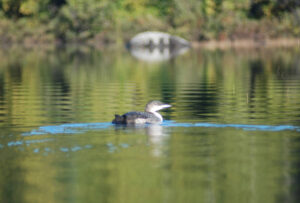 moosehead-lake-tr-loon