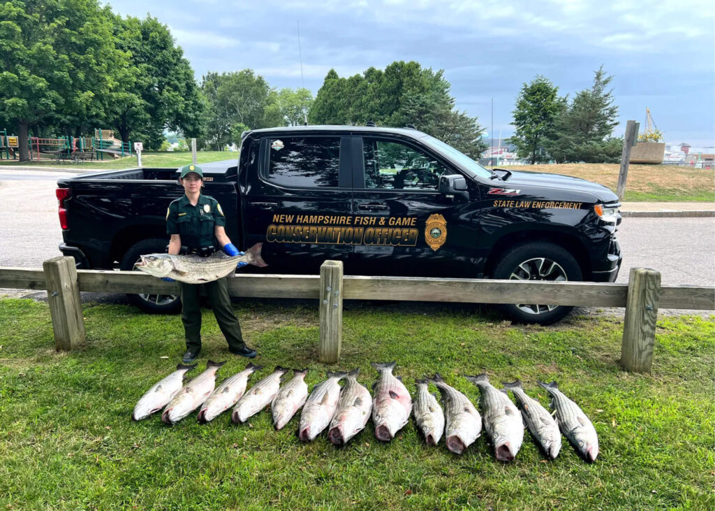 poacher-striped-bass-busted-in-nh-ma