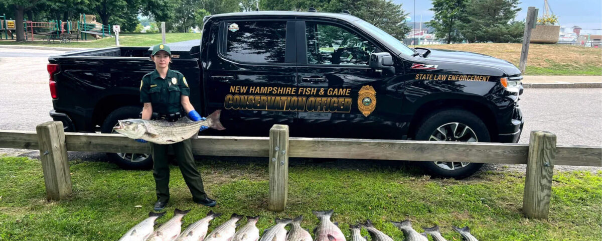 poacher-striped-bass-busted-in-nh-ma