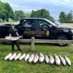 poacher-striped-bass-busted-in-nh-ma