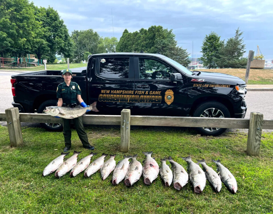 poacher-striped-bass-busted-in-nh-ma