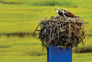 bass-river-bboynton-osprey