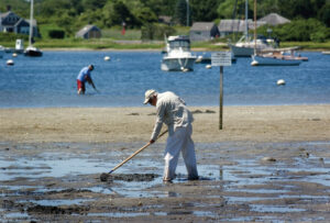 When the tide is low the clammers get to work. Photo/Tom Croke chatham-tc-clamming