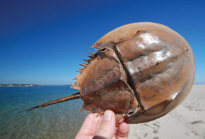 Protected Pleasant Bay is ideal for smaller boats and filled with natural treasures like this horseshoe crab. Photo/Tom Richardson chatham-tr-horseshoe-crab