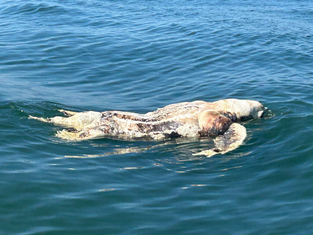 leatherback-turtle-deaths-tr
