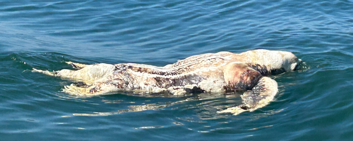 leatherback-turtle-deaths-tr