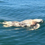 leatherback-turtle-deaths-tr