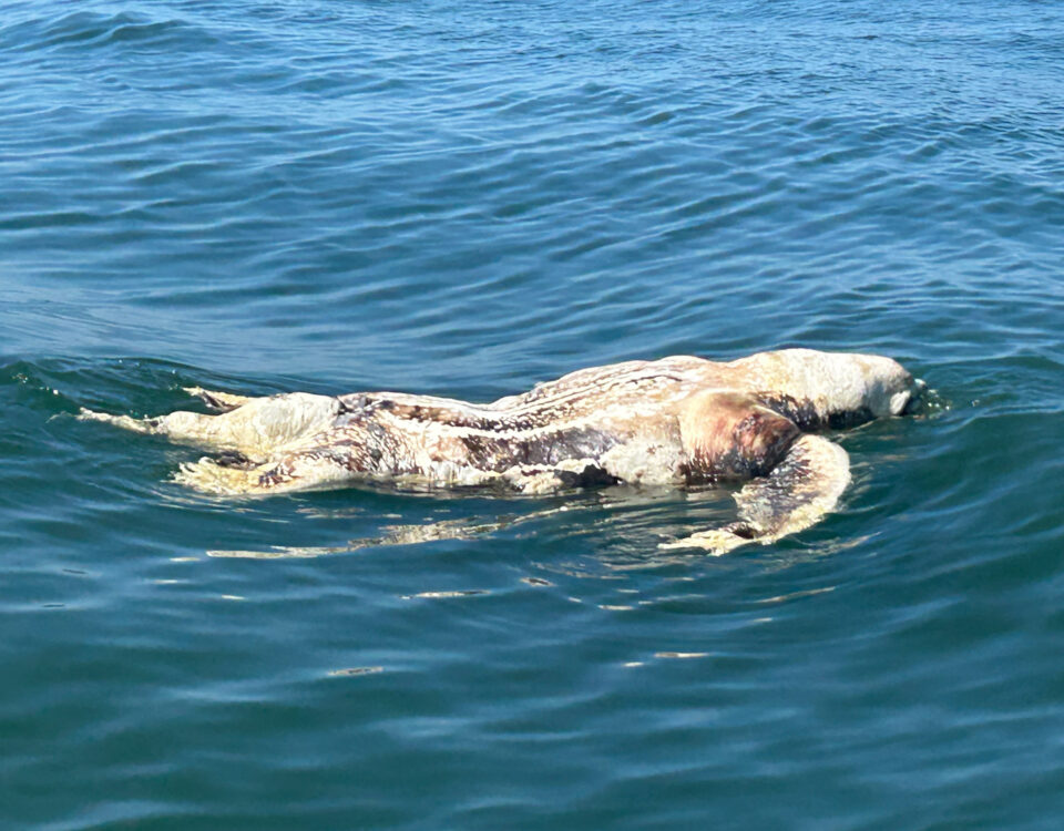 leatherback-turtle-deaths-tr