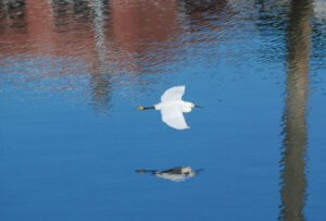 An egret glides over Milford Harbor. Photo/Tom Richardson milford-tr-egret