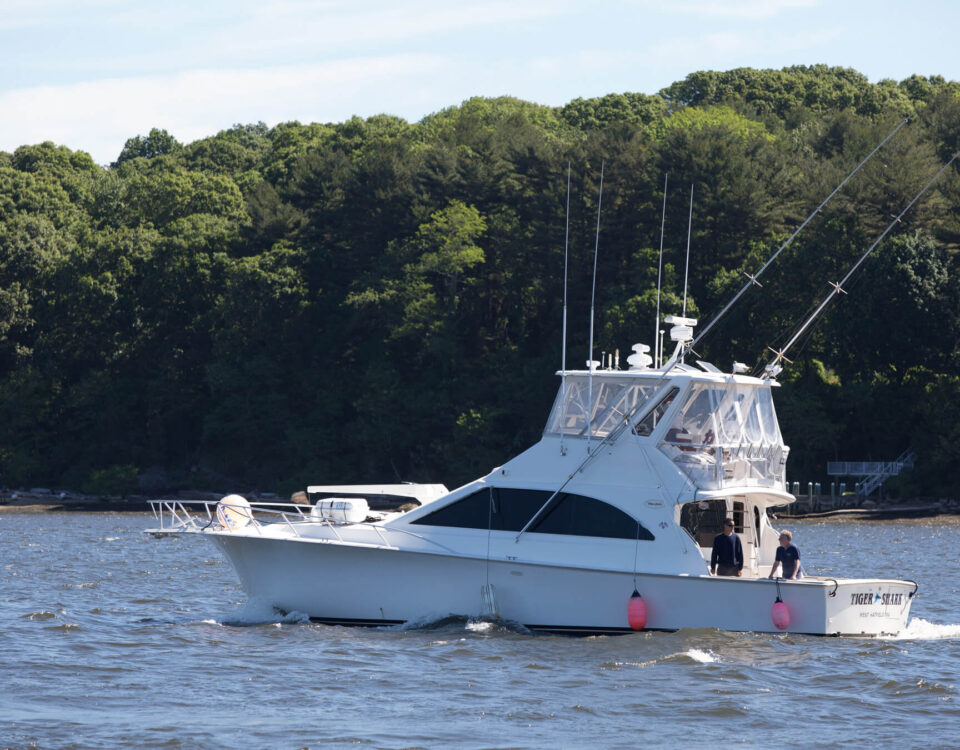 old-saybrook-cbd-ct-river-tiger-shark