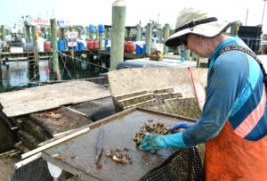An oyster farmer at work on the dock. point-judith-az-retired-oyster-farmer-chris-morris