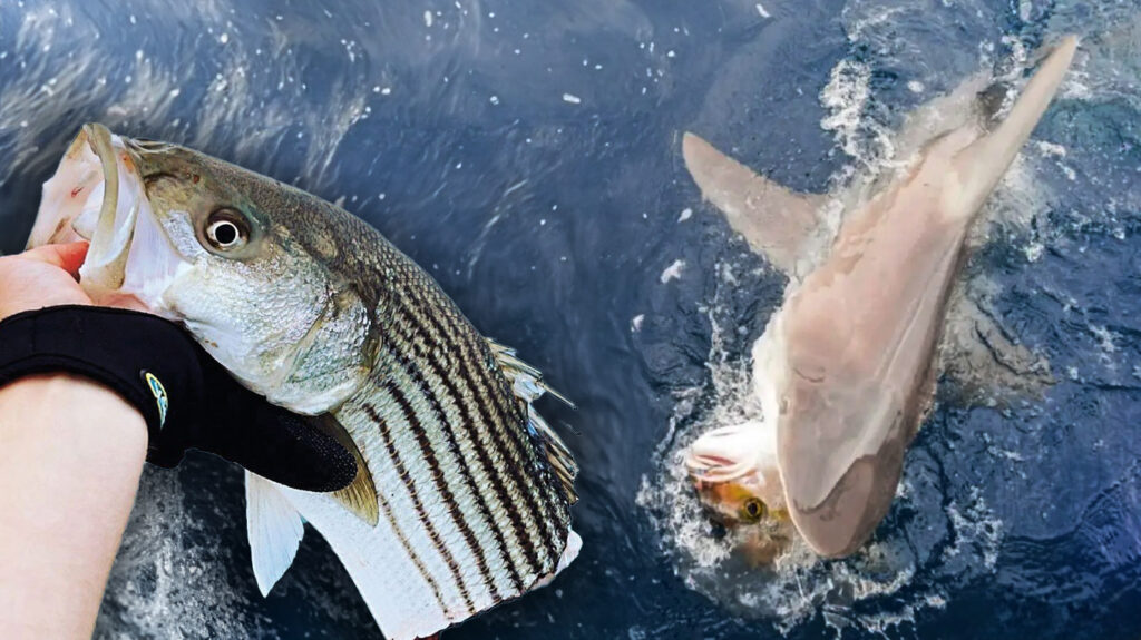shark-survey-stolen-fish