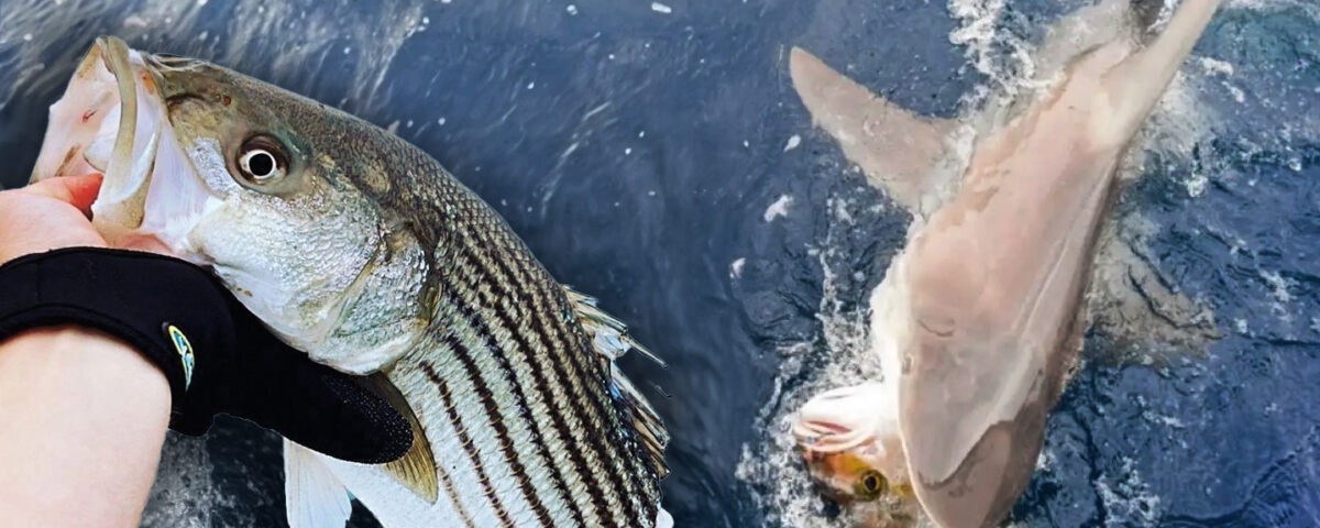 shark-survey-stolen-fish