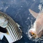 shark-survey-stolen-fish