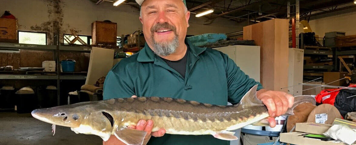 sturgeon-kieffer-photo-sam-banas-ne-water-science-ctr