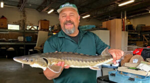 sturgeon-kieffer-photo-sam-banas-ne-water-science-ctr