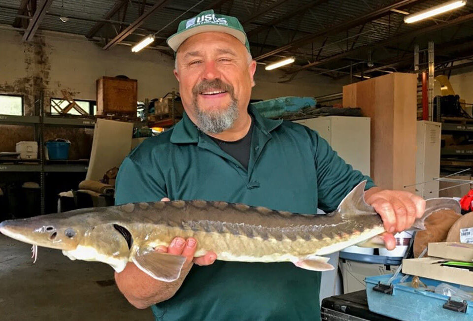 sturgeon-kieffer-photo-sam-banas-ne-water-science-ctr