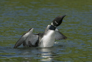 Loons are likely to be spotted in the northern end of the lake. winnisquam-nh-kb-loon