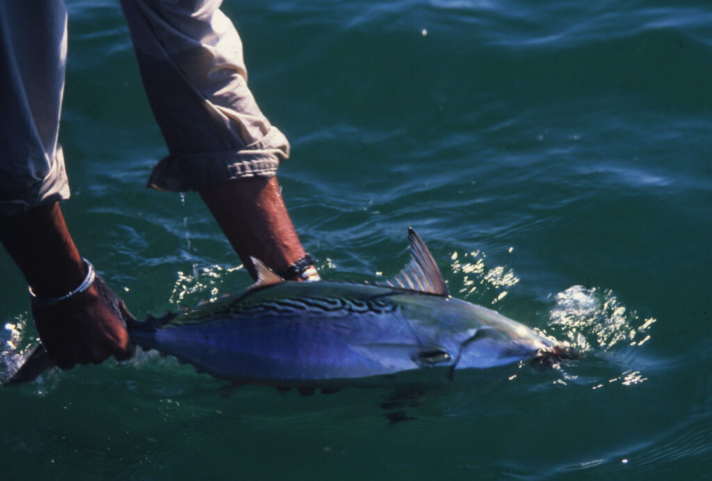albies-tr-catch-and-release