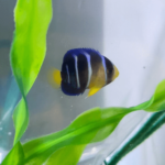 blue-angelfish-new-england-aquarium-photo
