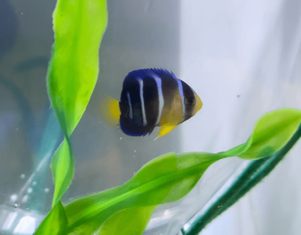 blue-angelfish-new-england-aquarium-photo