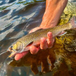 brook-trout-photo-tom-richardson