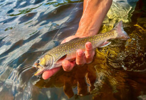 brook-trout-photo-tom-richardson