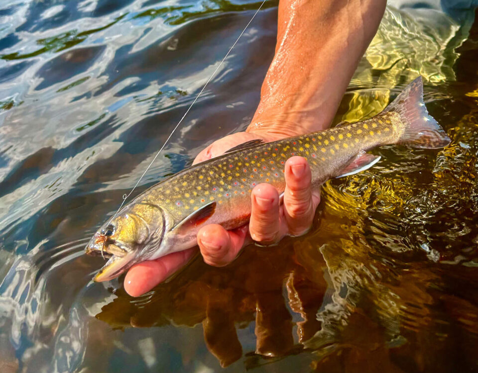 brook-trout-photo-tom-richardson