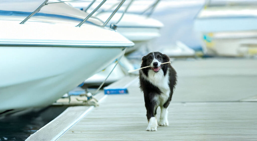 How to Take Your Dog Boating