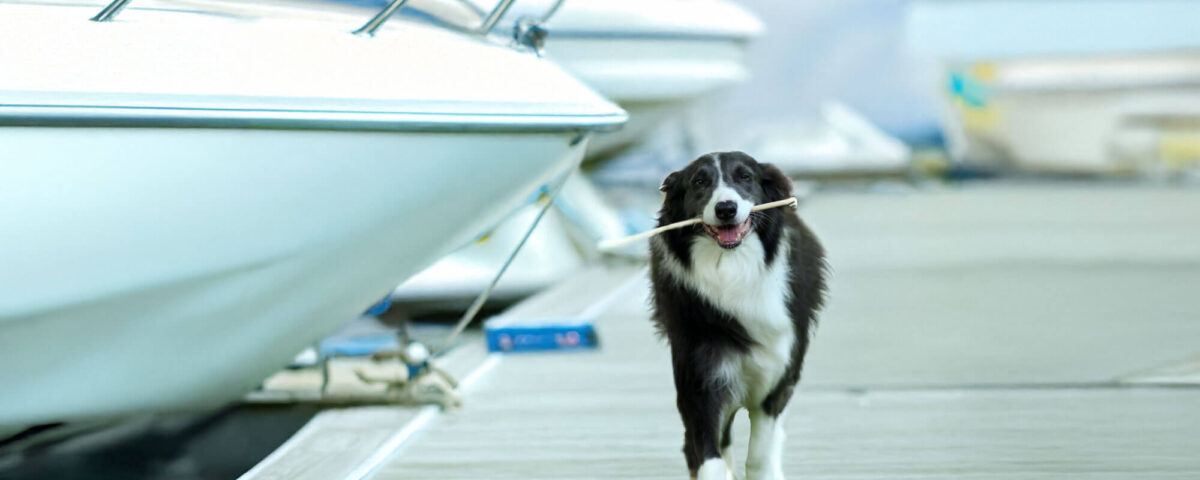 dog-on-a-boat-nebgenphoto