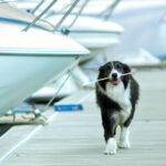 dog-on-a-boat-nebgenphoto
