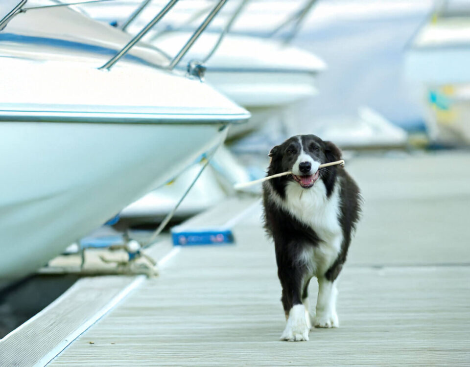 dog-on-a-boat-nebgenphoto