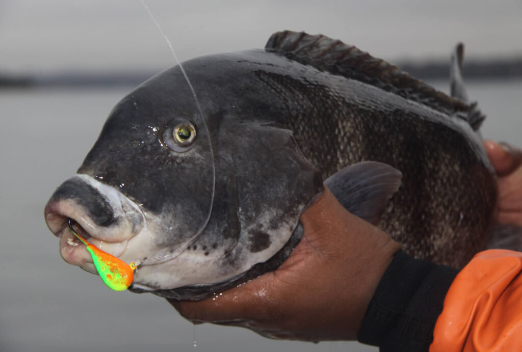 fall-tautog-tr-colorful-luhr