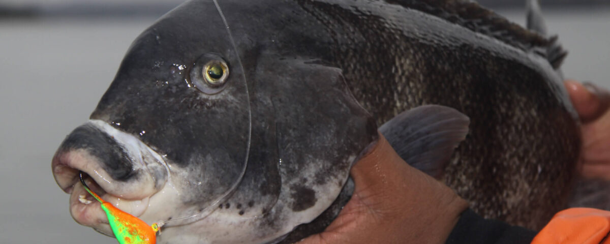fall-tautog-tr-colorful-luhr