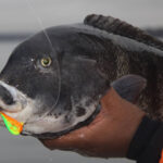 fall-tautog-tr-colorful-luhr