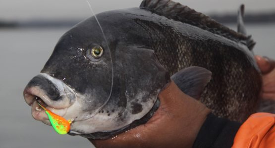 fall-tautog-tr-colorful-luhr