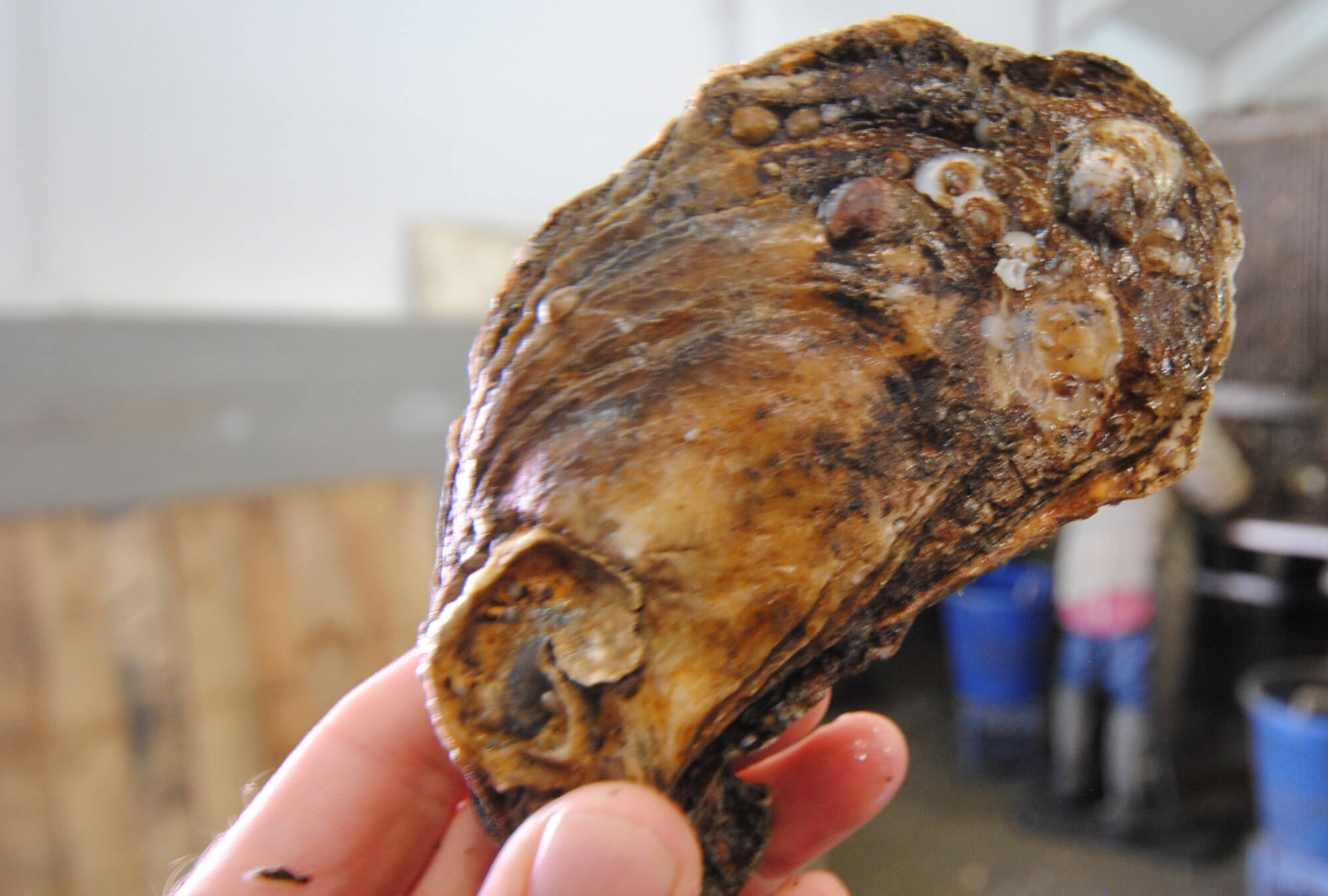 norwalk-tr-oyster